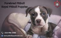 Royal Pitbull Pups Home image 4